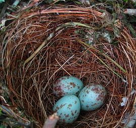 Northern Mockingbird eggs Miller-cropped