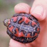 Baby painted turtle