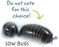 sow bugs (Do not vote for this choice!)