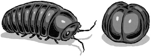 drawing of two sow bugs, one crawling and one curled into a ball