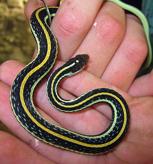 A garter snake in someone's hand