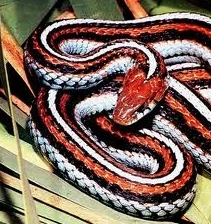 Brightly colored garter snake