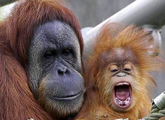 A baby orangutan with hair that sticks straight up