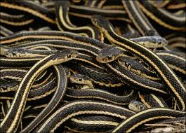 A pile of garter snakes