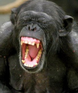 A chimp showing its teeth