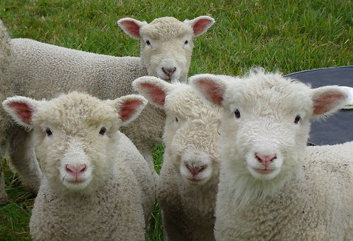 Picture of four sheep