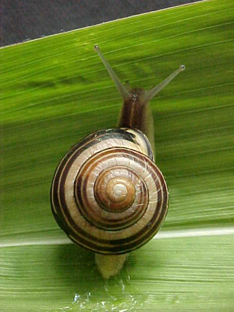 Picture of a snail on a leaf
