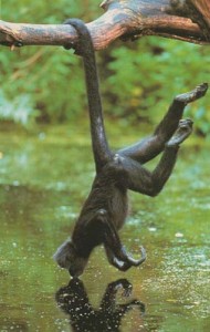 Picture of a spider monkey