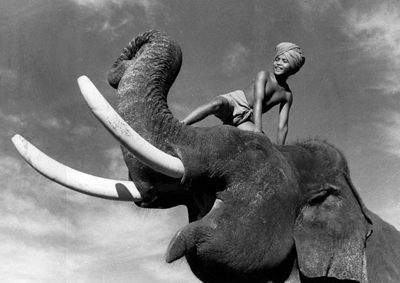 A boy wearing a pagri riding on an elephant's head