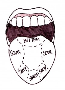 tongue map: bitter in the back, sour on the left and right, salty towards the front, and sweet on the tip
