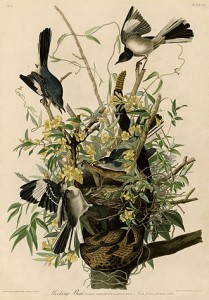 A painting of Northern Mockingbirds by James John Audubon, the most famous bird naturalist of the 19th century
