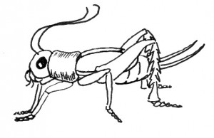 drawing of a cricket